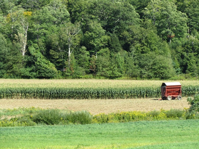 Corn Harvesting