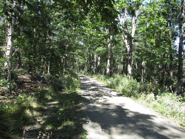 A typical road on the TMT