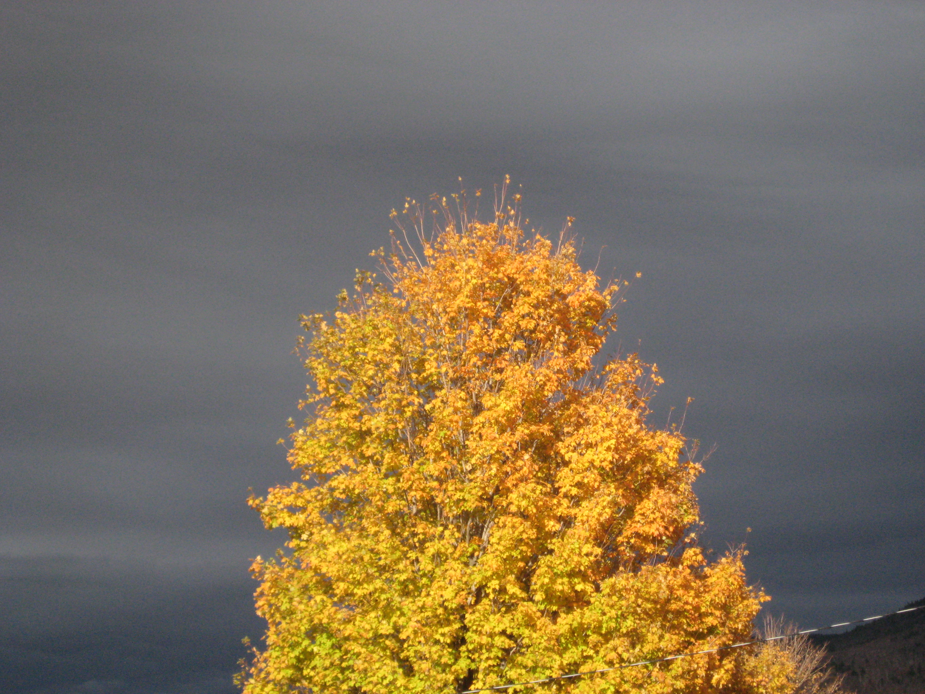 Fall colors against darkening skies