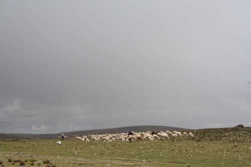 Peruvian Sheep