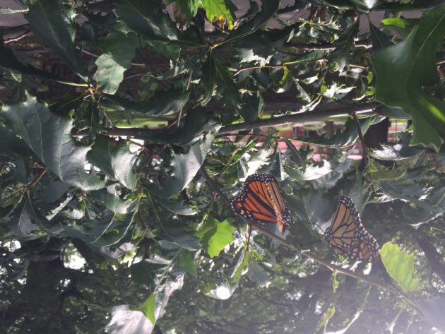 monarch Butterflies