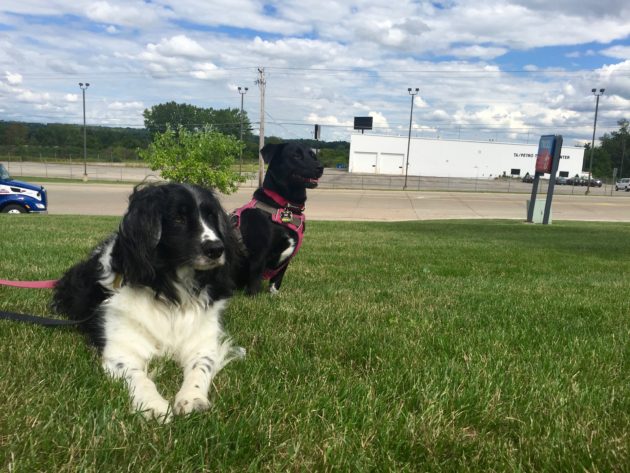 dogs at rest stop