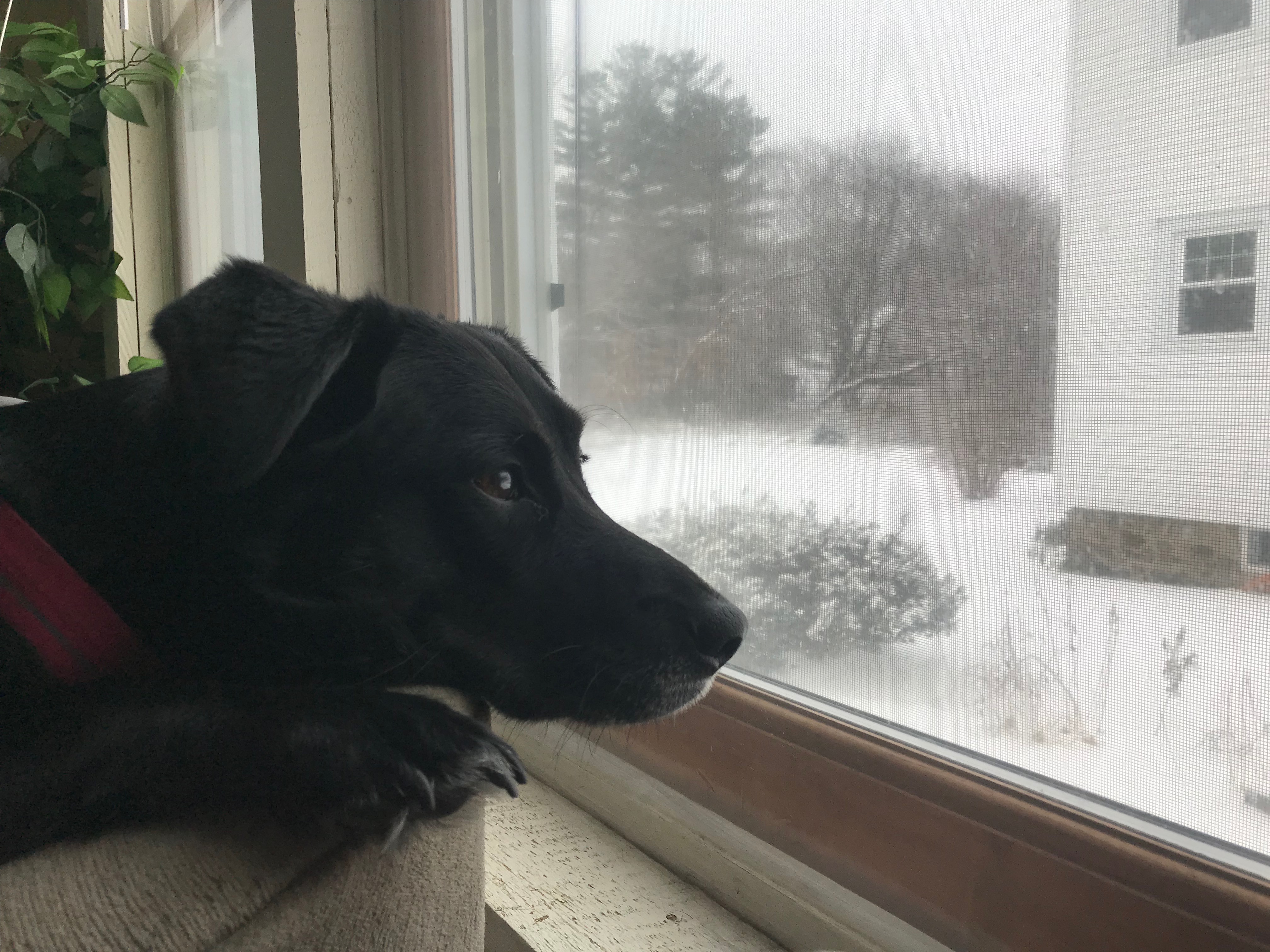 lita watches snow