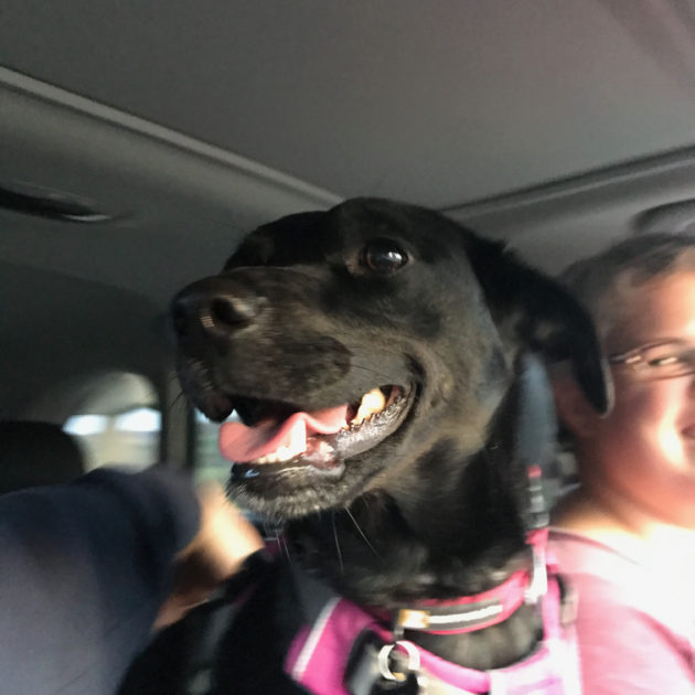 lita dog smiling in car