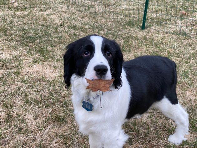 a springer spaniel puppy holding a leaf in its mouth