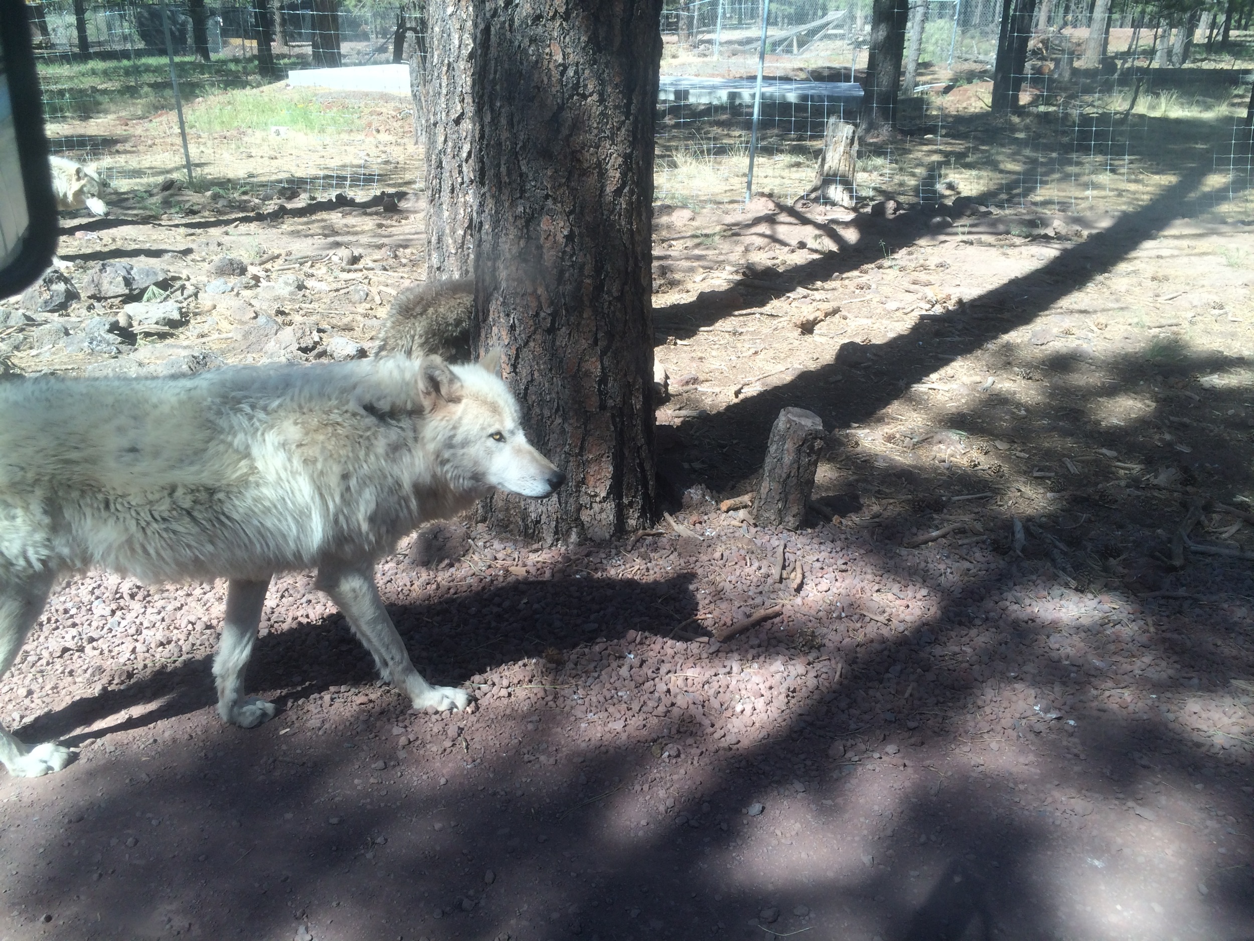 Wolf at Bearizona