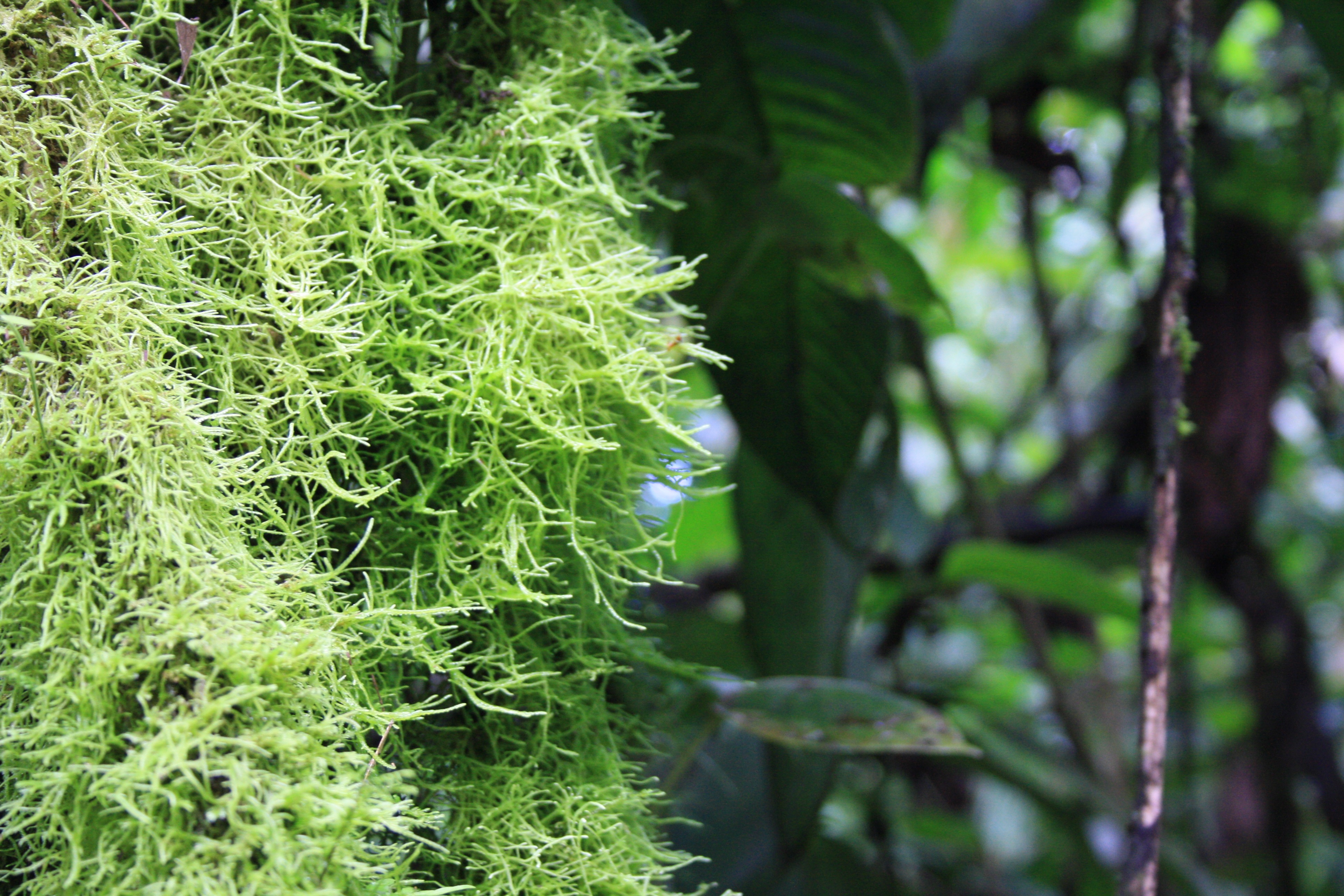 In the forest at the base of Arenal