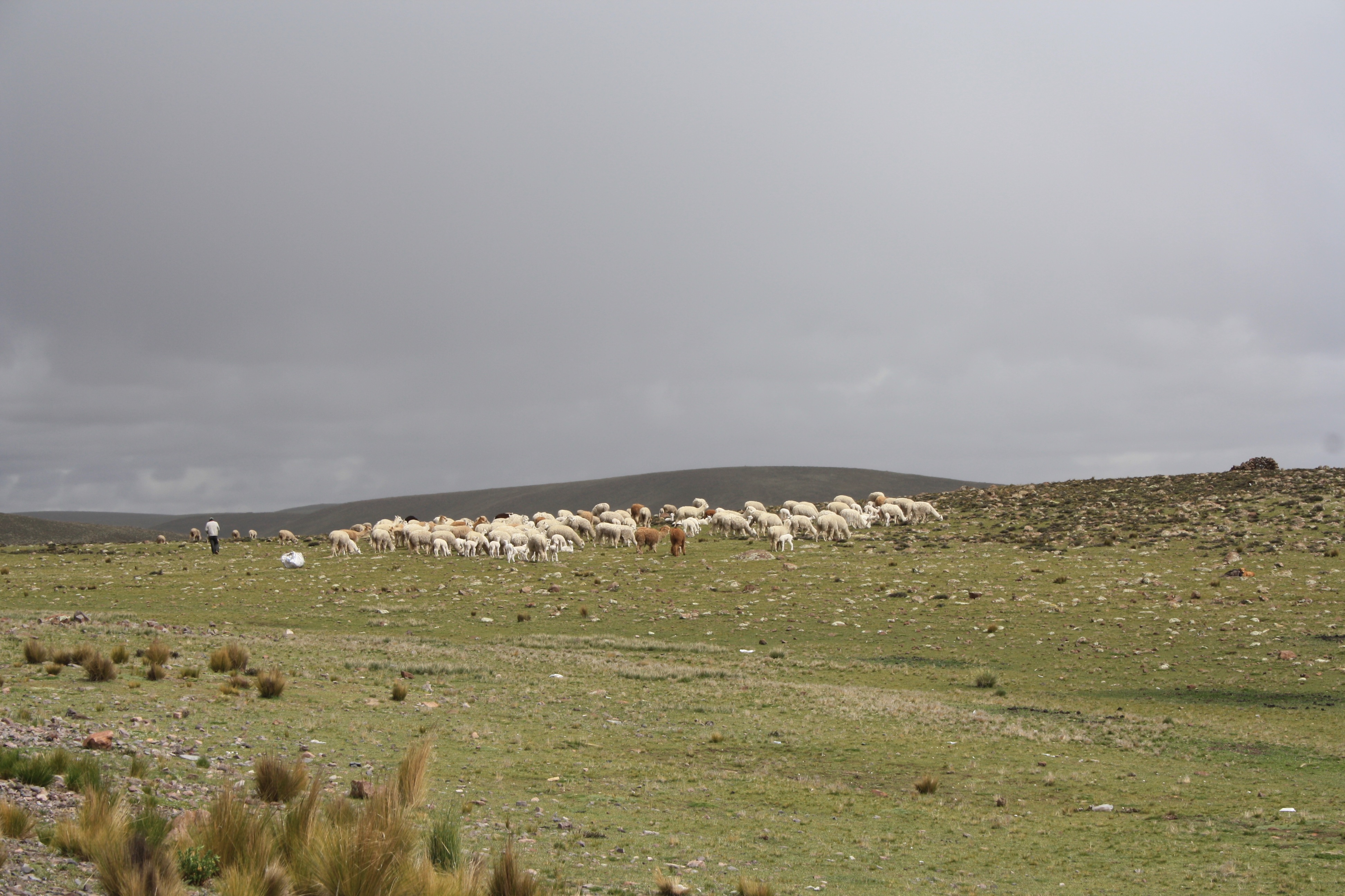 Llama herder