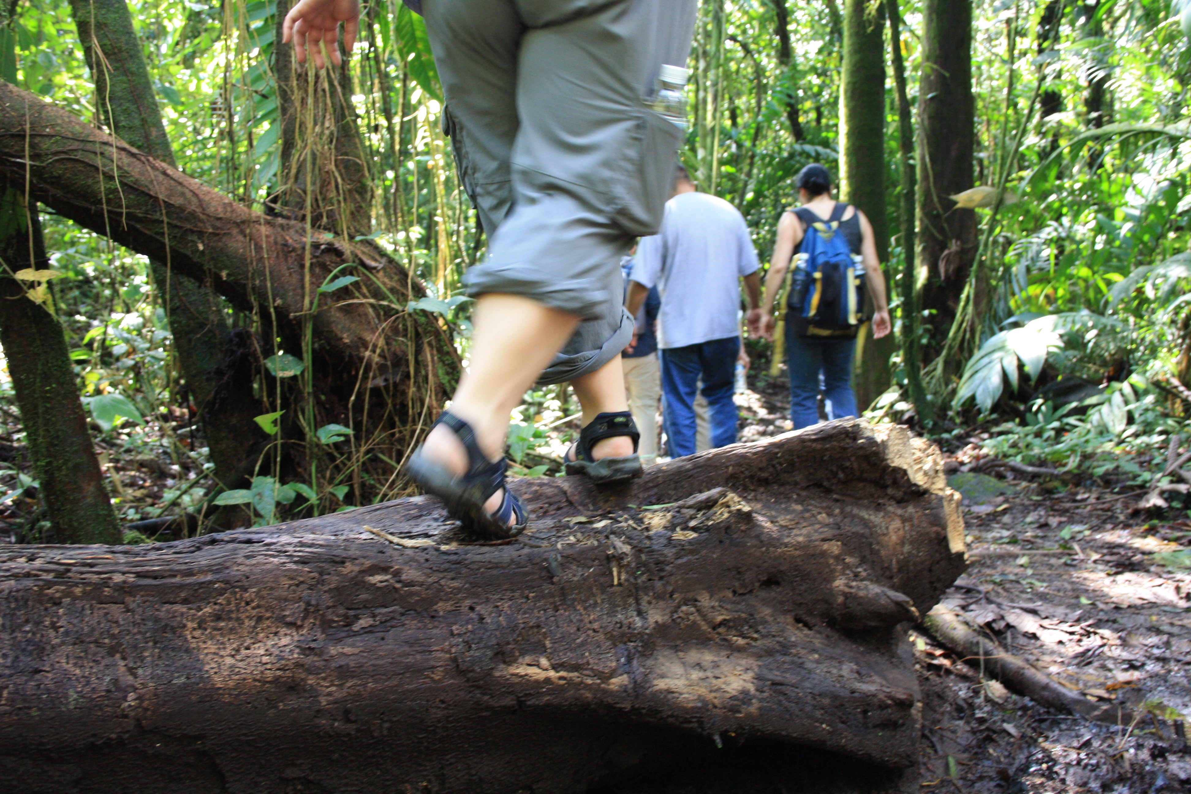 In the forest at the base of Arenal