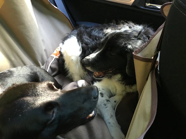 Riding in the back seat