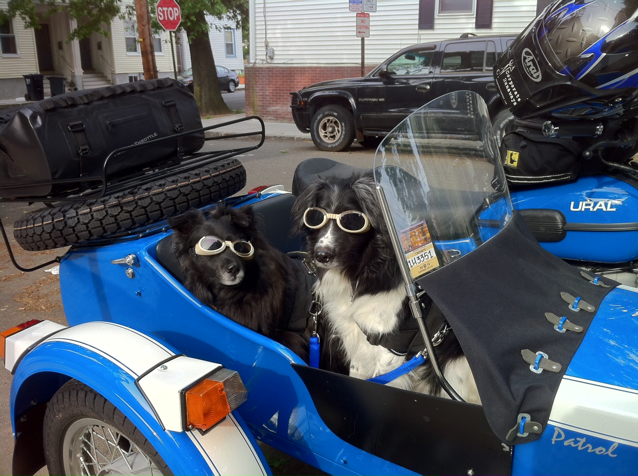 Styling with their Doggles in the Ural