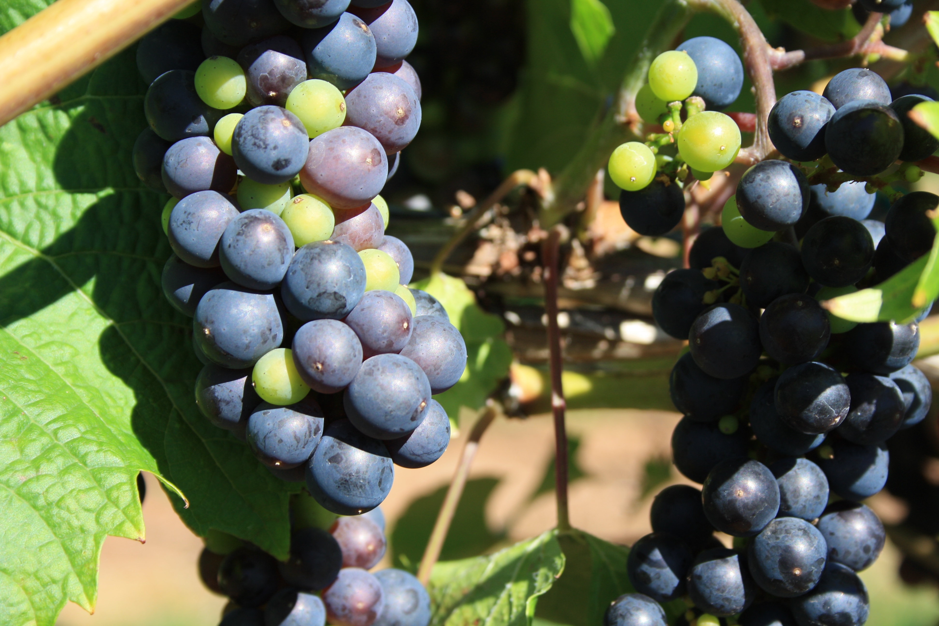 Grapes at Jost Vineyard