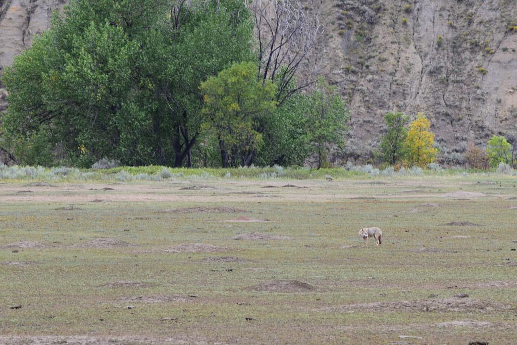 Coyote Eating Prarie Dog 1