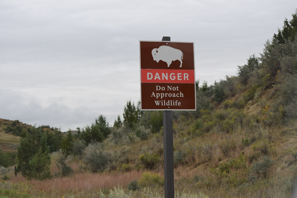 Do not approach wildlife in Theodore Roosevelt National Park