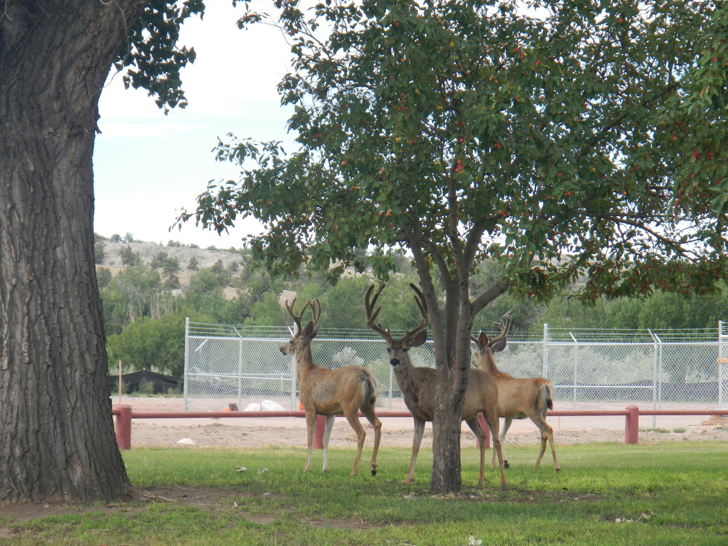 Wyoming wildlife