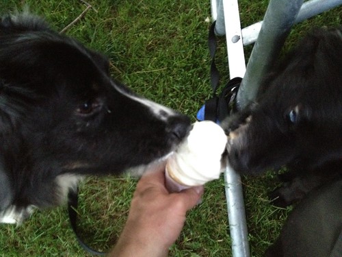 Dogs Enjoying Soft-serve